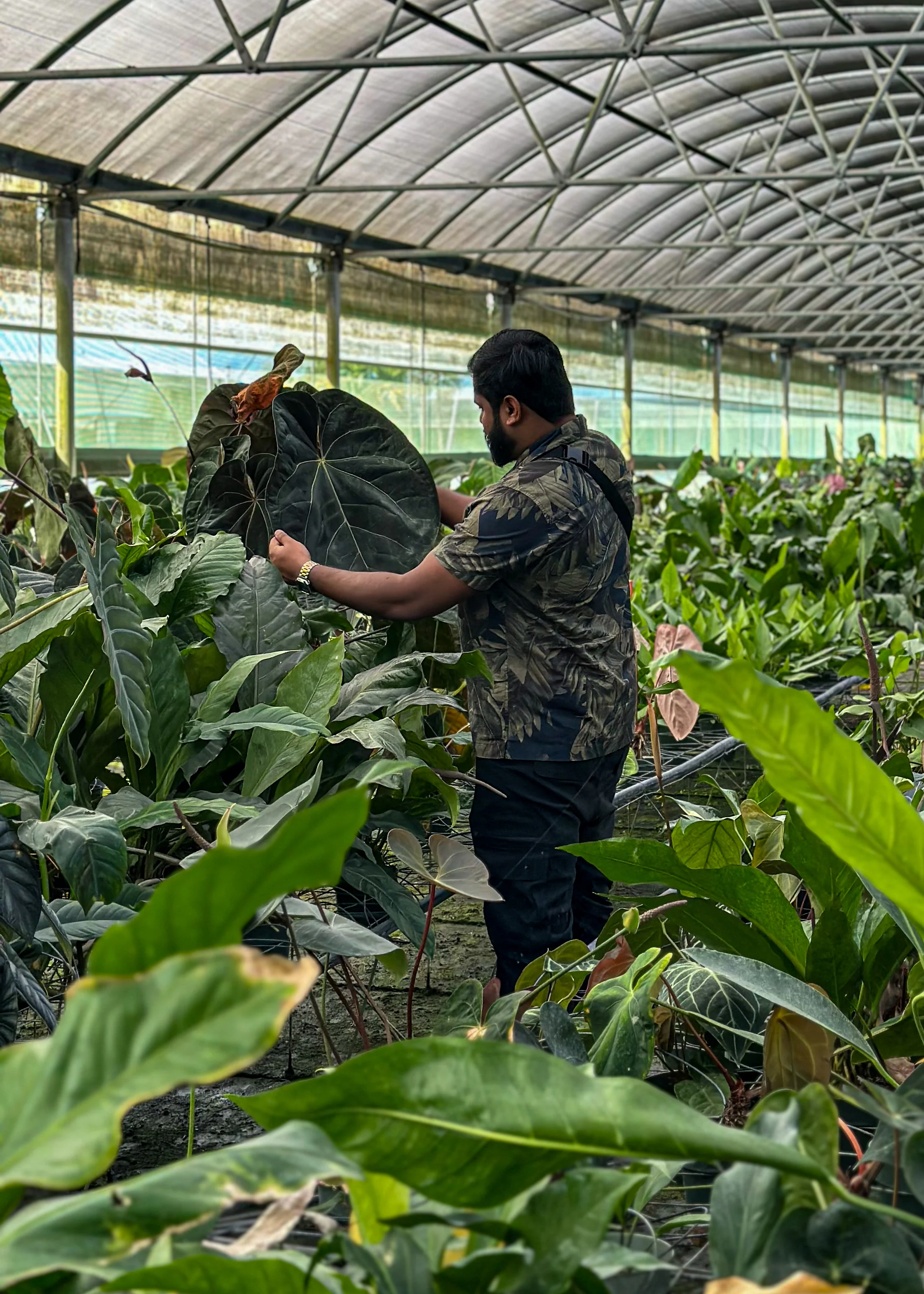 Trending House Plants